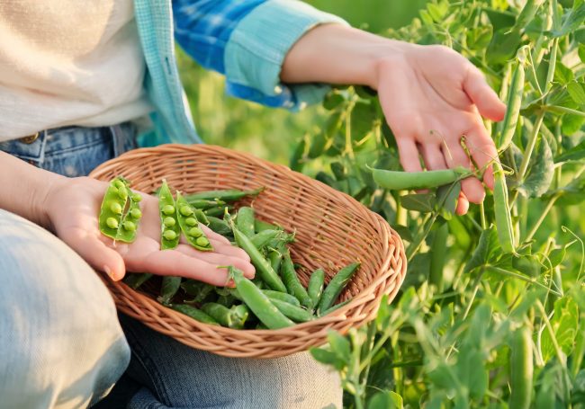 Woman,With,Freshly,Picked,Green,Pea,Pods,Peeling,And,Eating